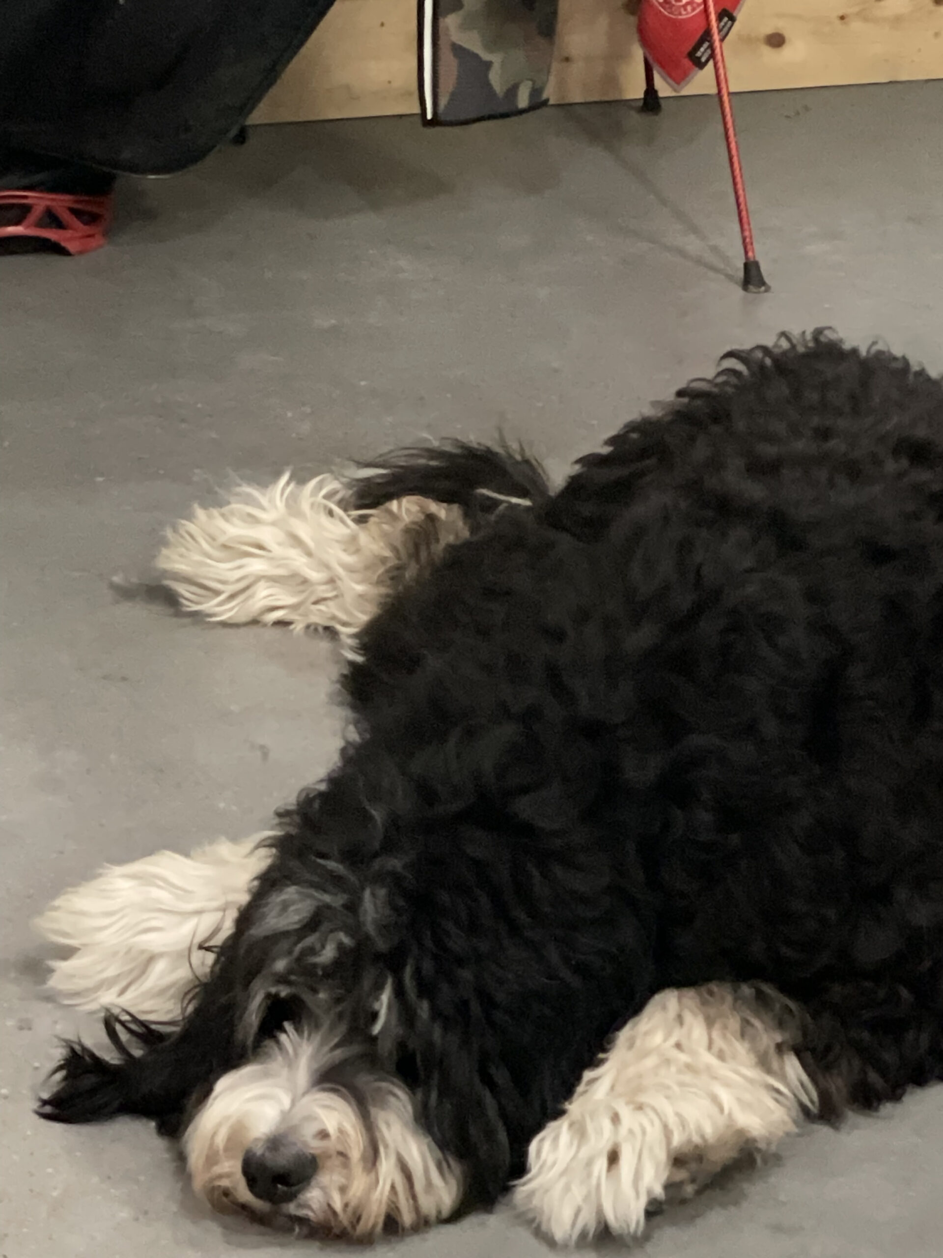 Sake's wondering where you been? She's here waiting to help you through whatever rehab you need to get done!